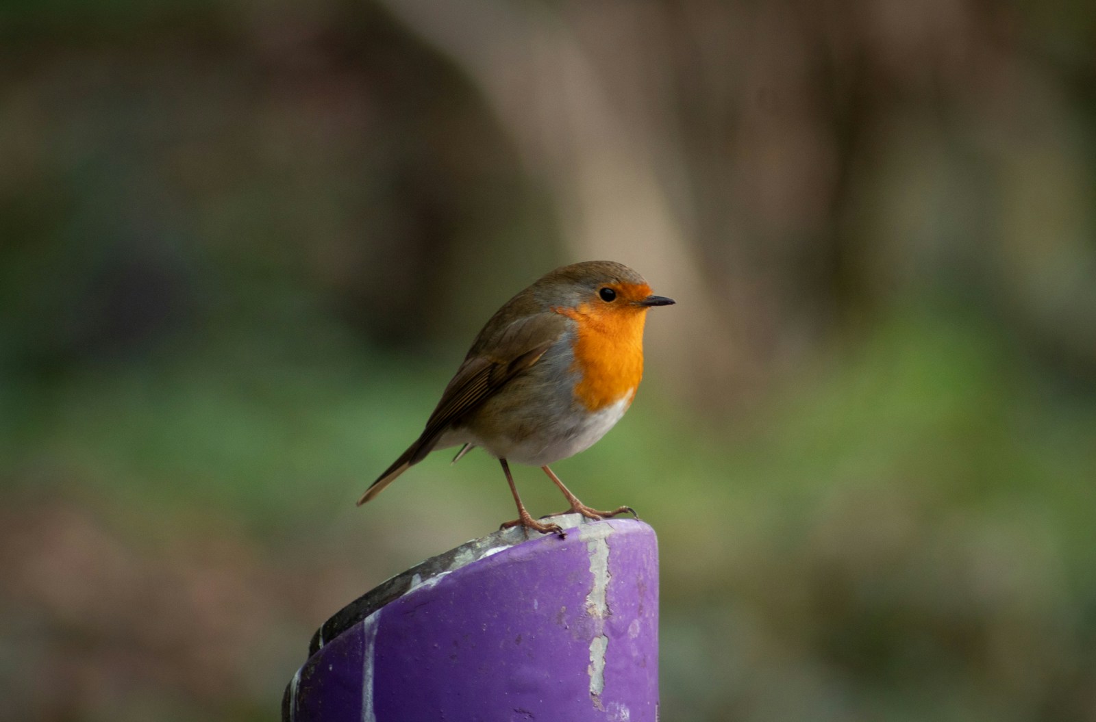 A small bird sitting on top of a purple pole